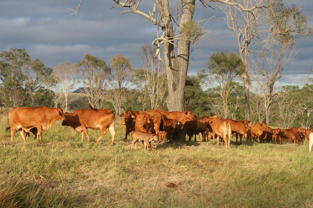 Northern cattle and calf