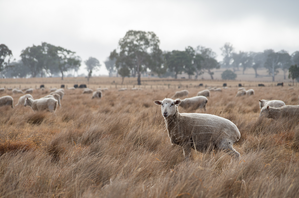 Shorn lamb in long paddock