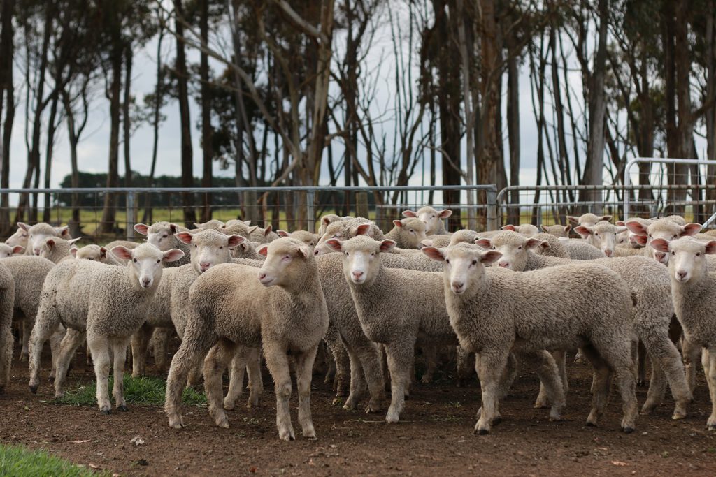 Penned lambs in Victoria