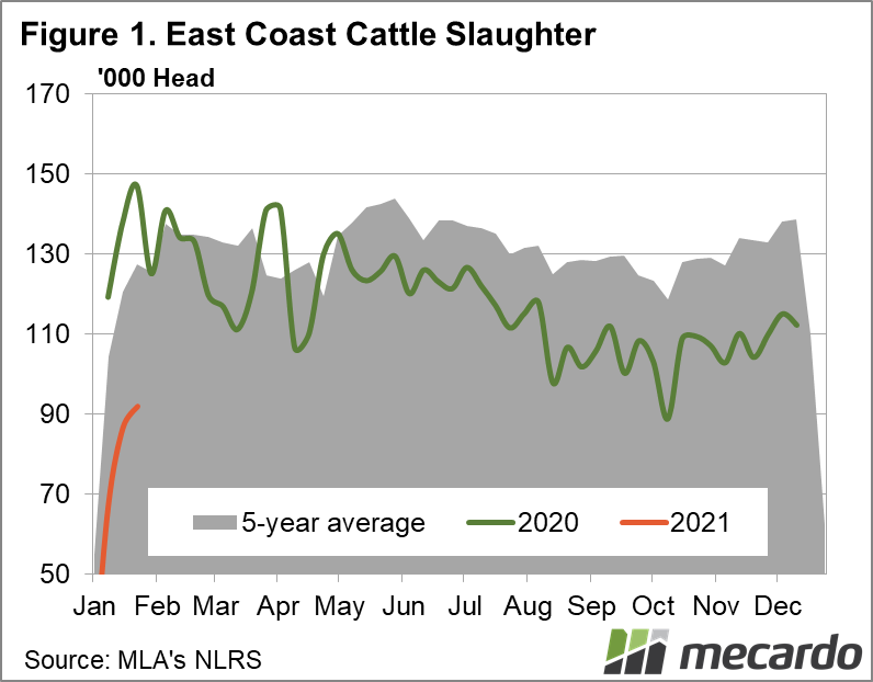 East Coast cattle slaughter