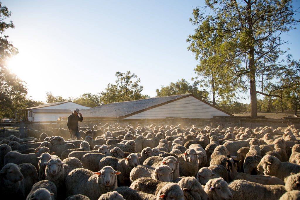 Farmer surrounded by Merino sheep with house in background