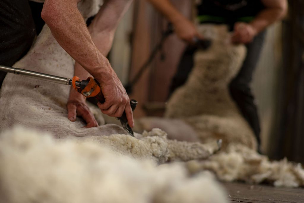 Sheep shearing in shed