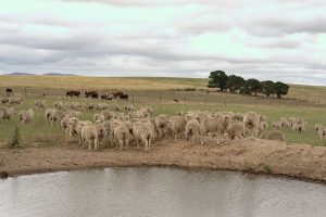 Flock of sheep in the paddock