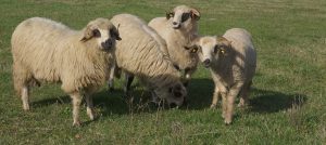 romanian sheep