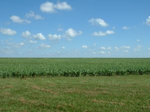 Brazil corn field