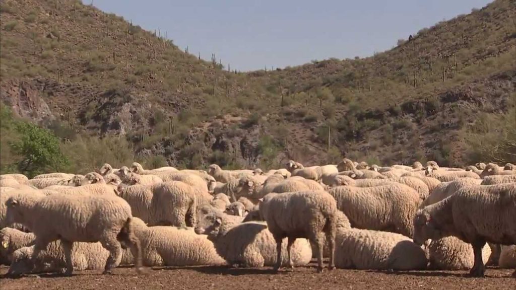 Sheep in America