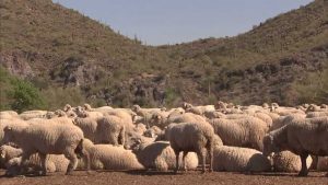 Sheep in America
