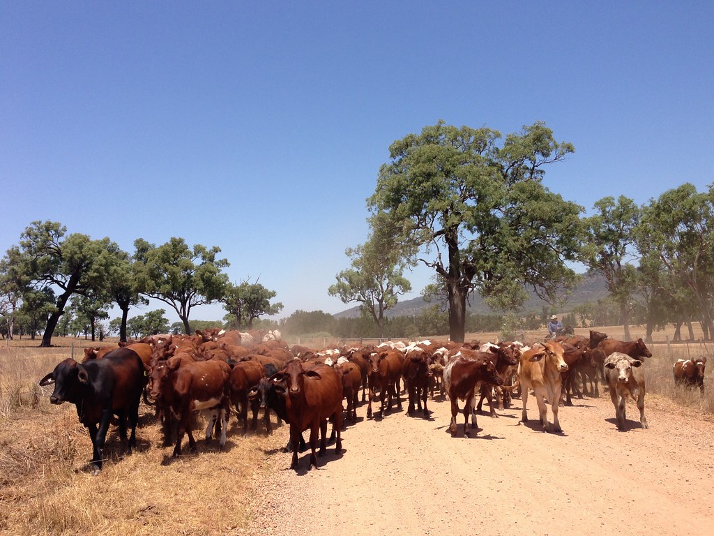 Cattle NSW