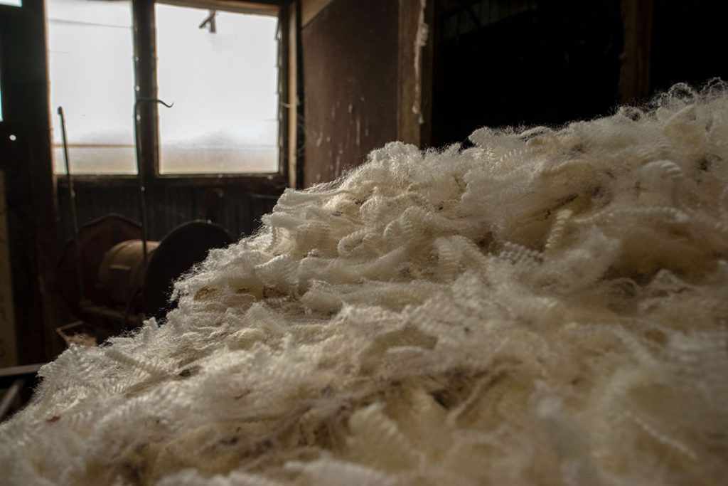 Shorn wool in heap in shearing shed