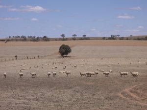 Sheep in dry paddock in the distance