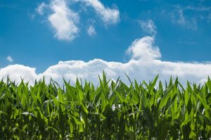 Corn crop with blue skies