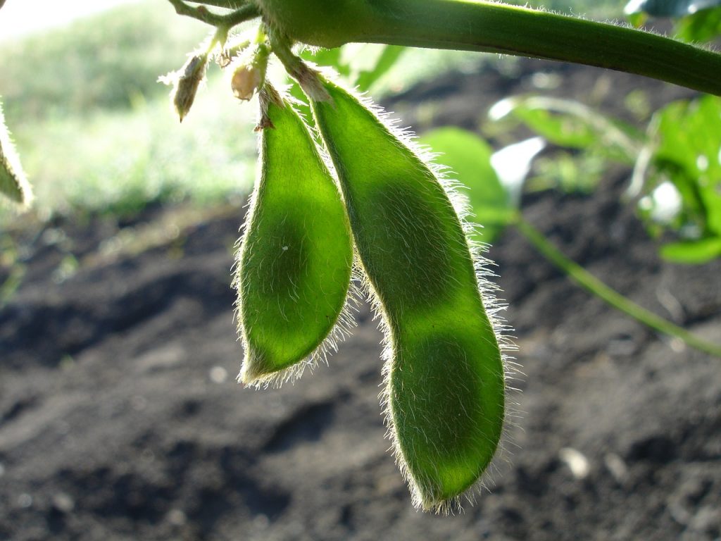 Two green soybean pods
