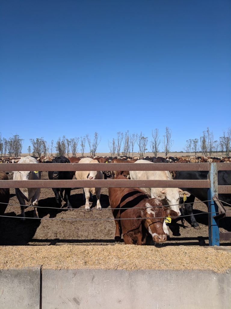 Cattle on feed