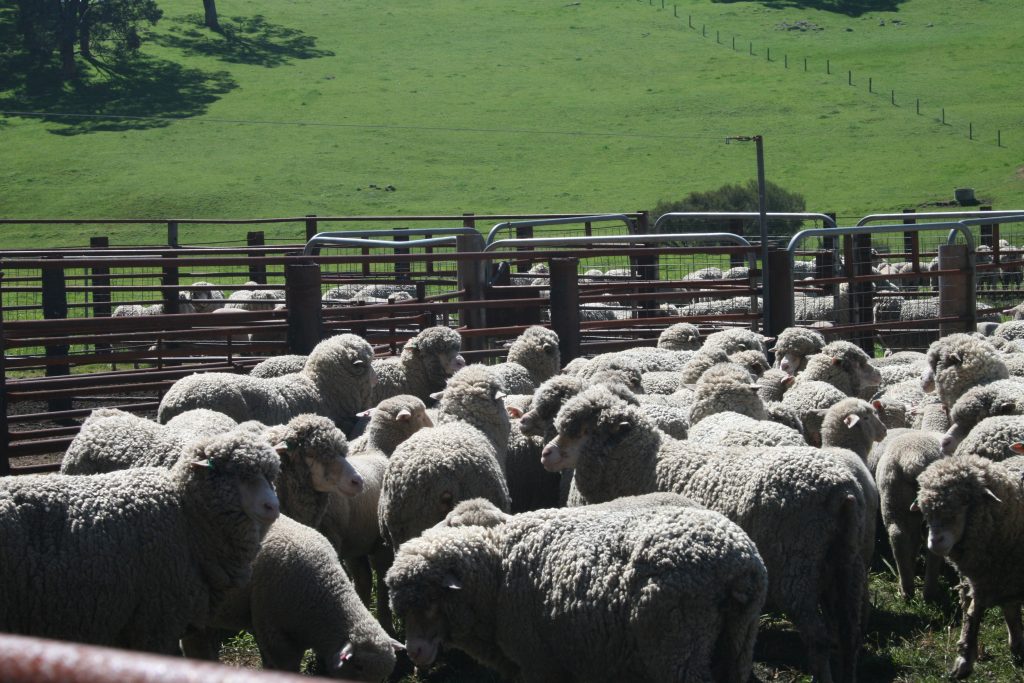 Sheep lambs in yards