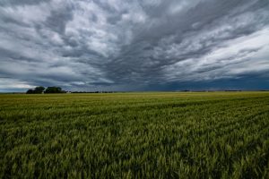 US wheat field rain