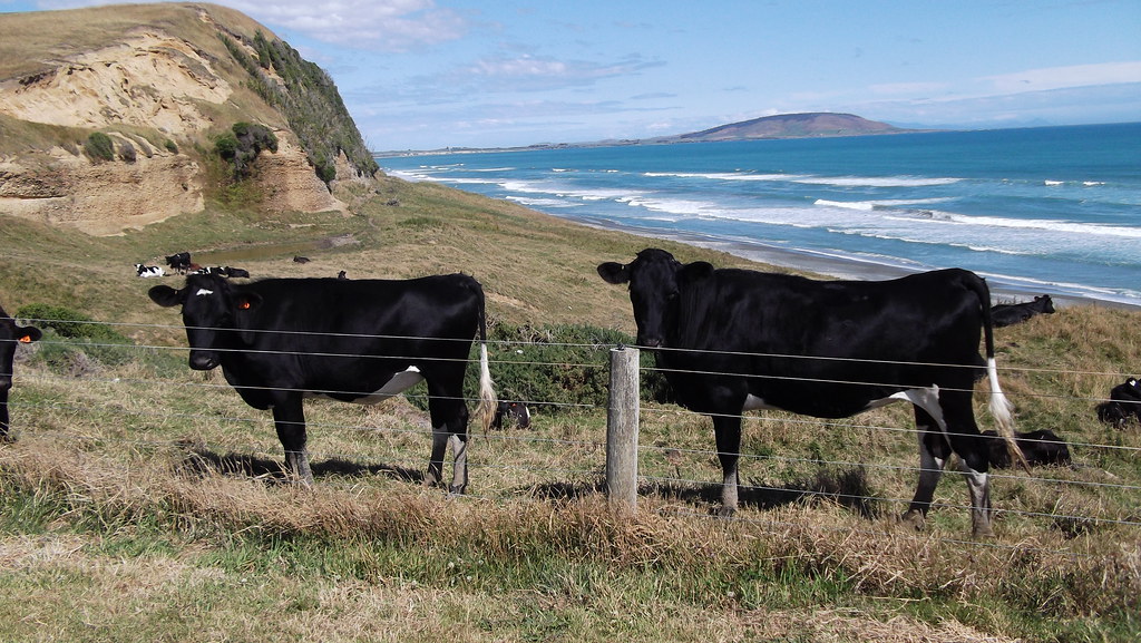NZ cattle