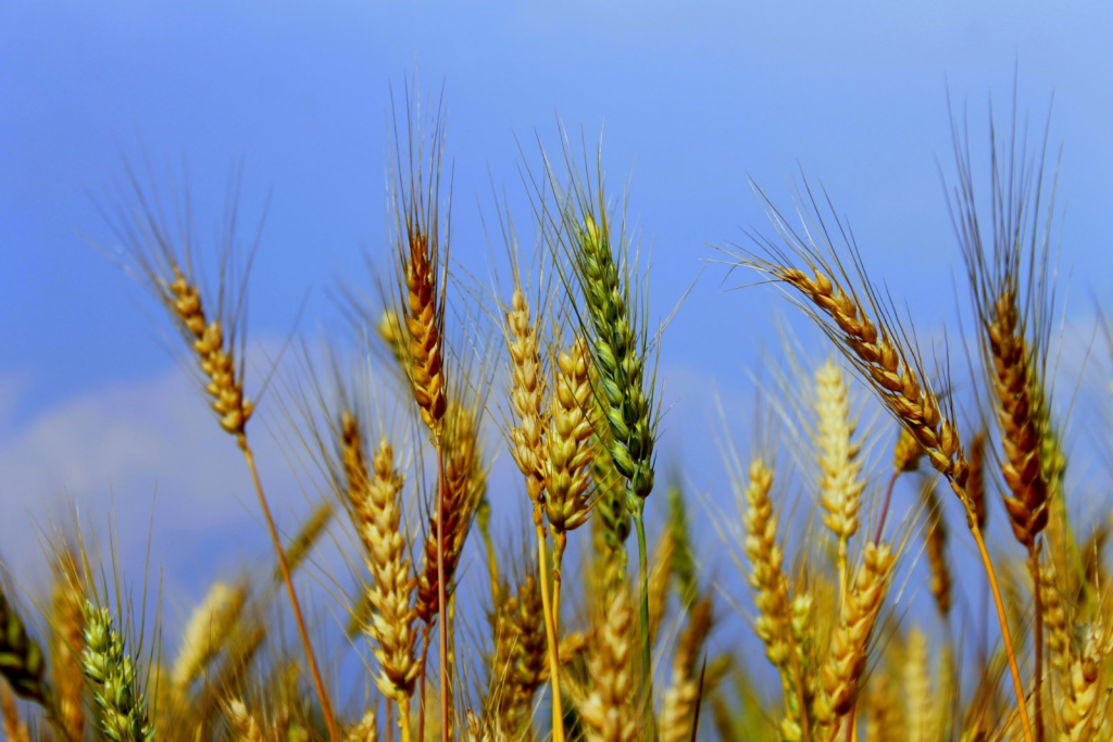 Wheat plants _ image