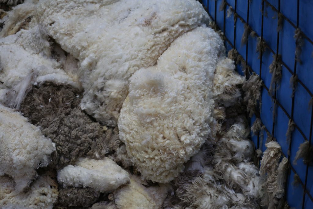Wool on ground