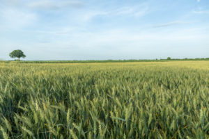 wheat field france