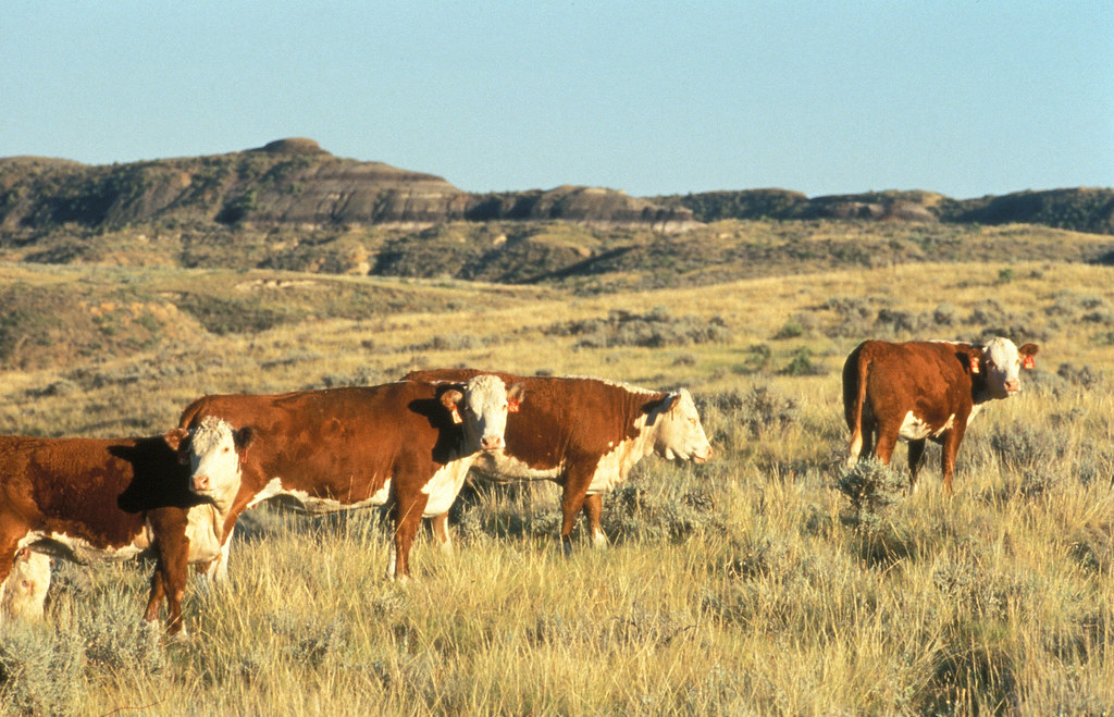 US cattle