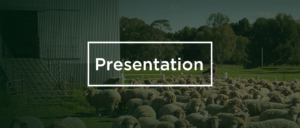Presentation banner_sheep
