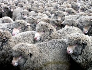 Flock of merino sheep close up