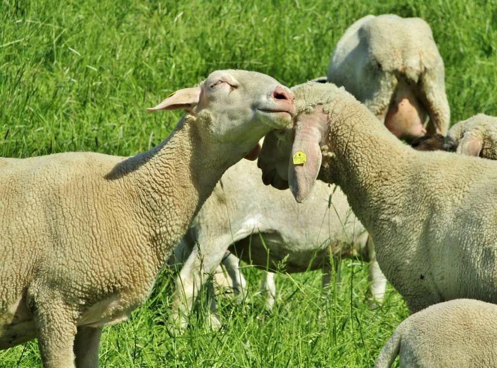 Merino lambs