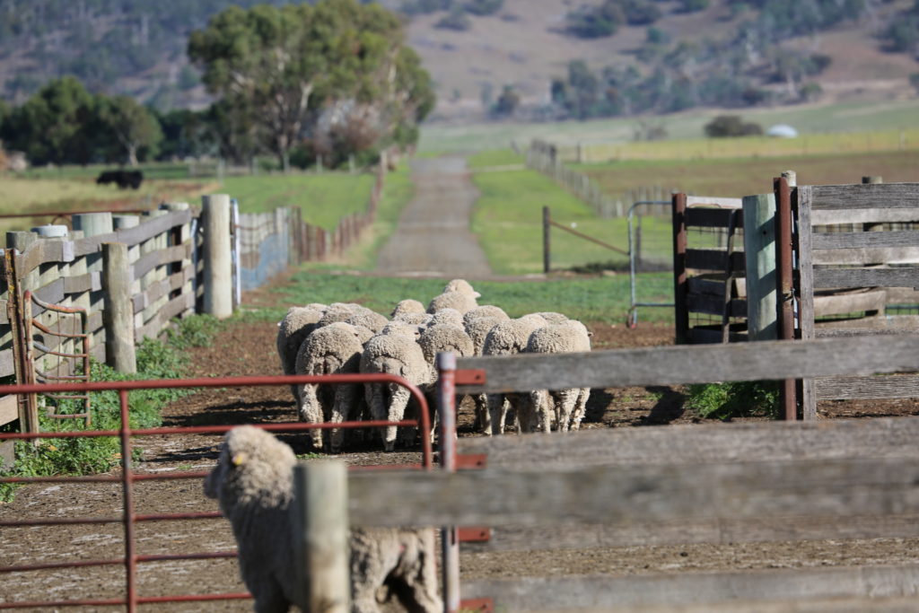 Merino sheep in the distance on a road
