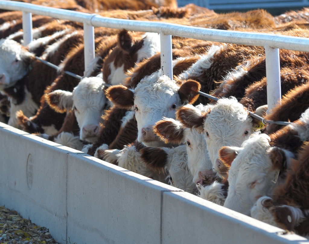 Cattle on Feed