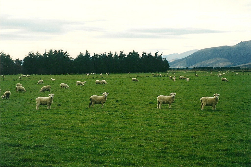 Merino sheep NZ