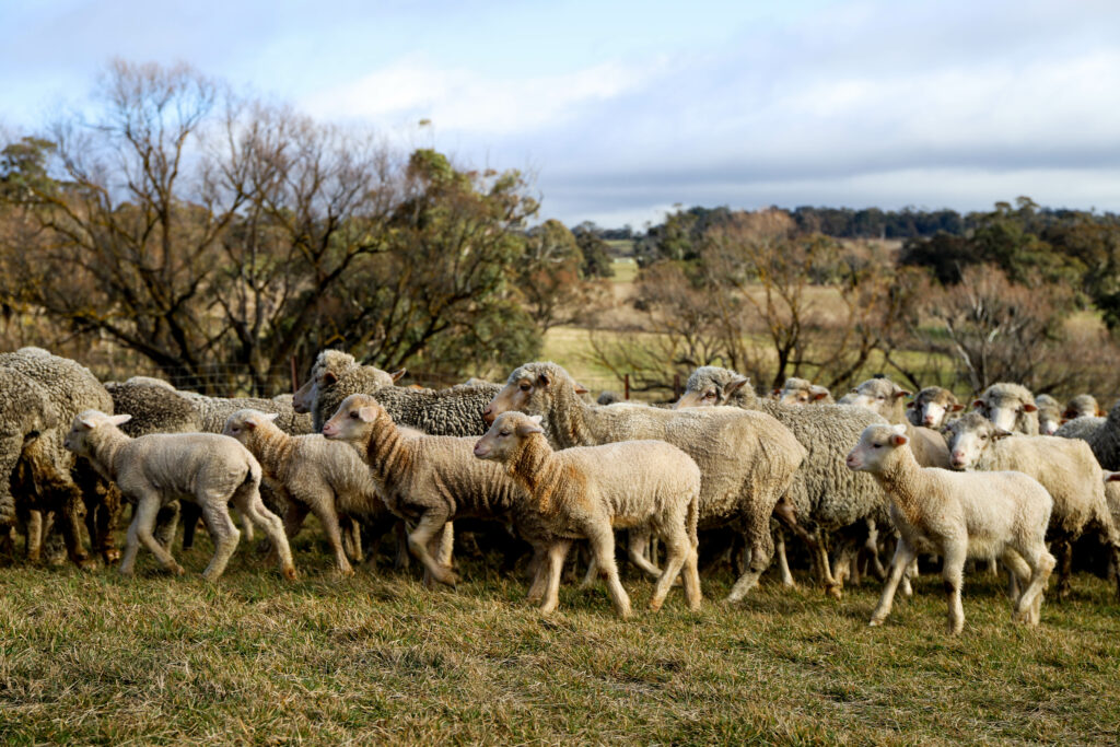 Sheep in paddock in NSW, photo by Adele SMith