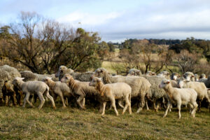 Sheep in paddock in NSW, photo by Adele SMith