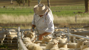 Farmer drenching sheep