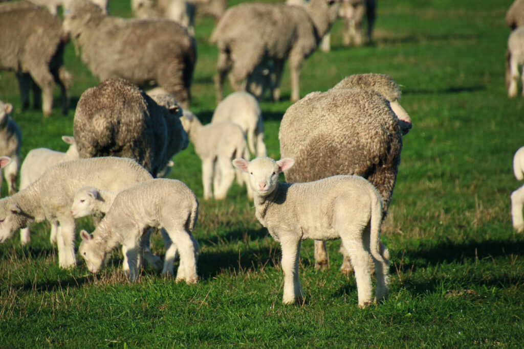 Flock of young lambs and sheep in paddock in NSW
