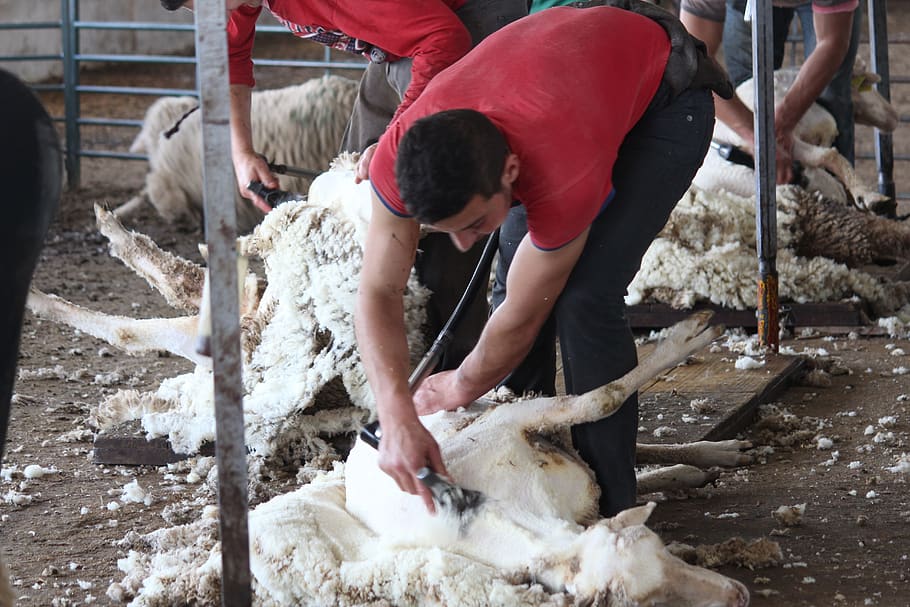 Shearing merino sheep