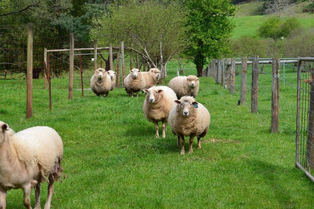 Sheep gippsland in a green paddock