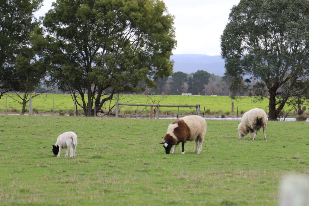 Sheep & lambs in a paddock