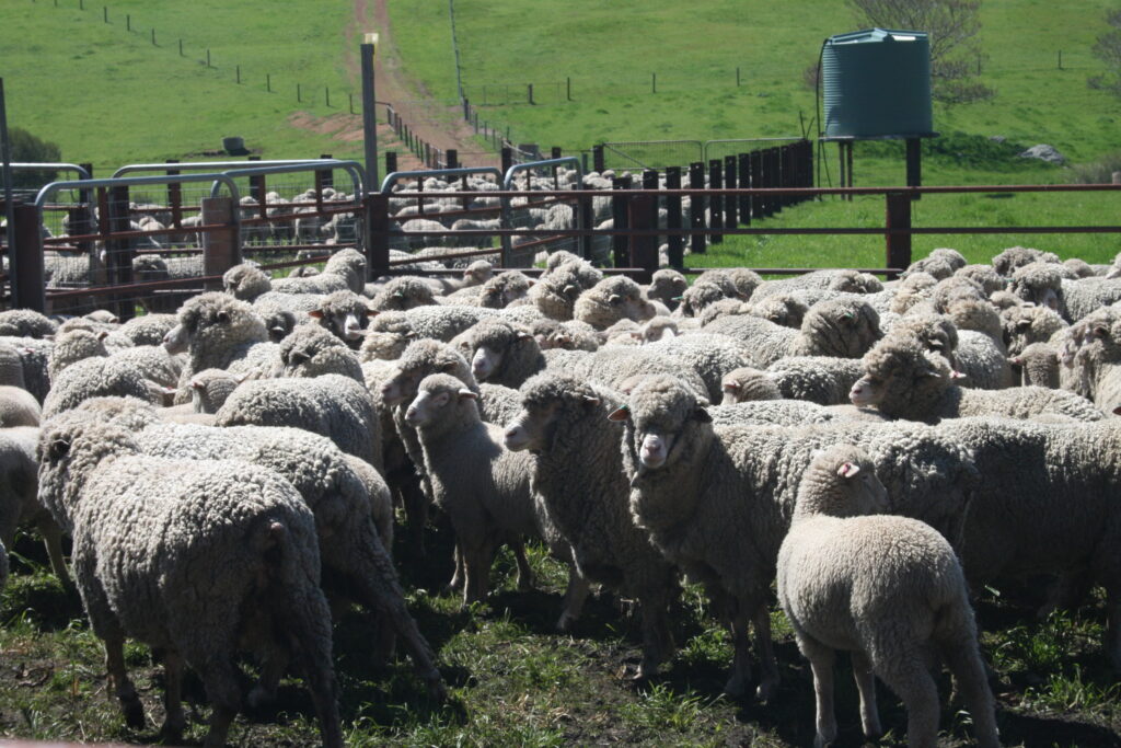 Sheep and lamb in yard