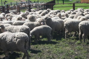 Sheep and lambs in yard