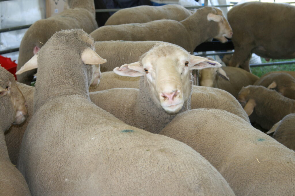 Sheep yarded
