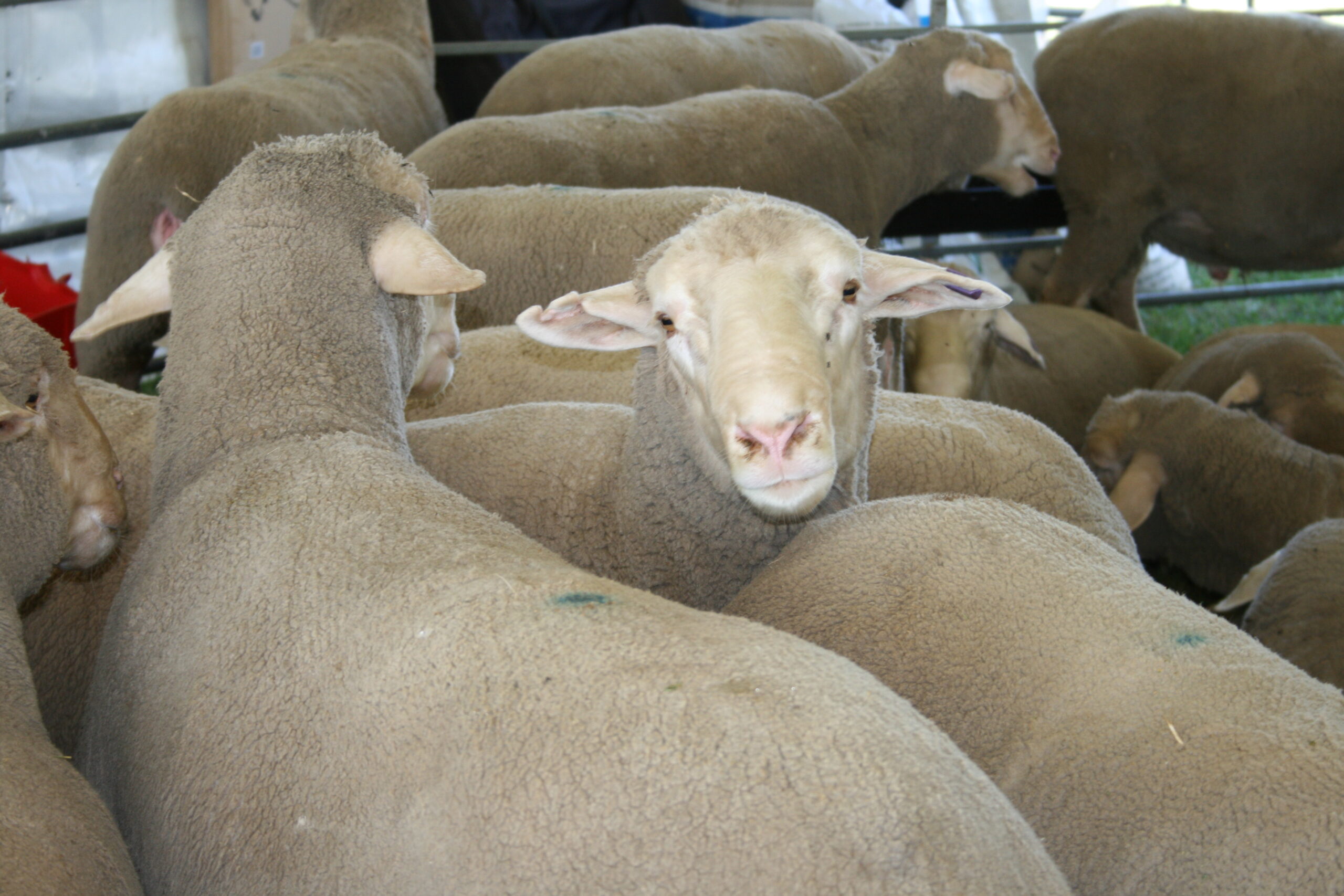 Trade and Heavy lambs commanding demand - Mecardo