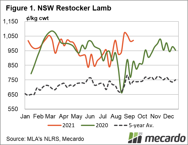NSW Restocker Lamb