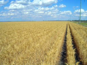 Wheat field Australia
