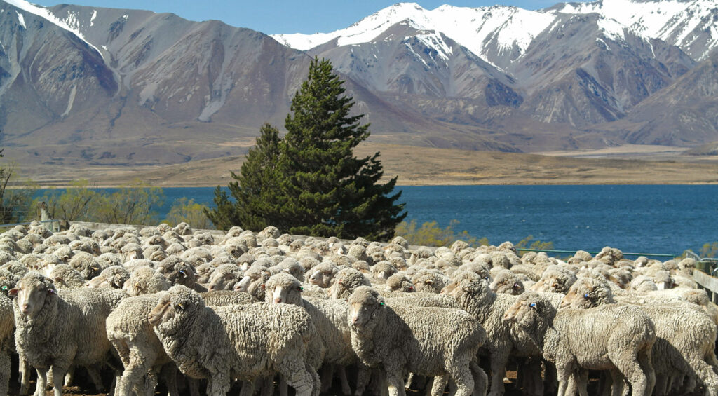 Sheep in Patagonia
