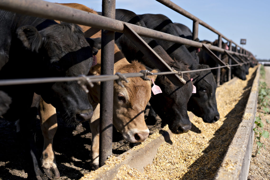Beef cattle eat grain-based rations at a ranch