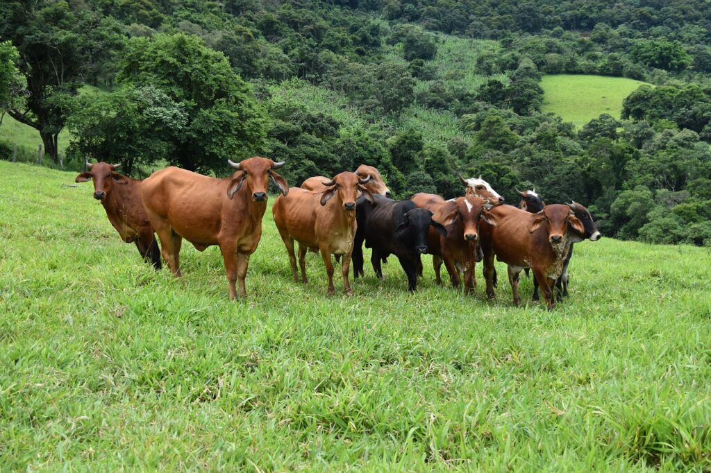 Brazil Cattle