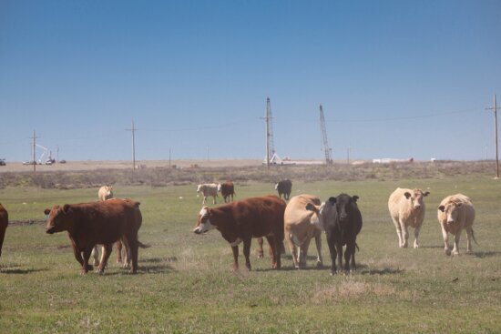Cattle field