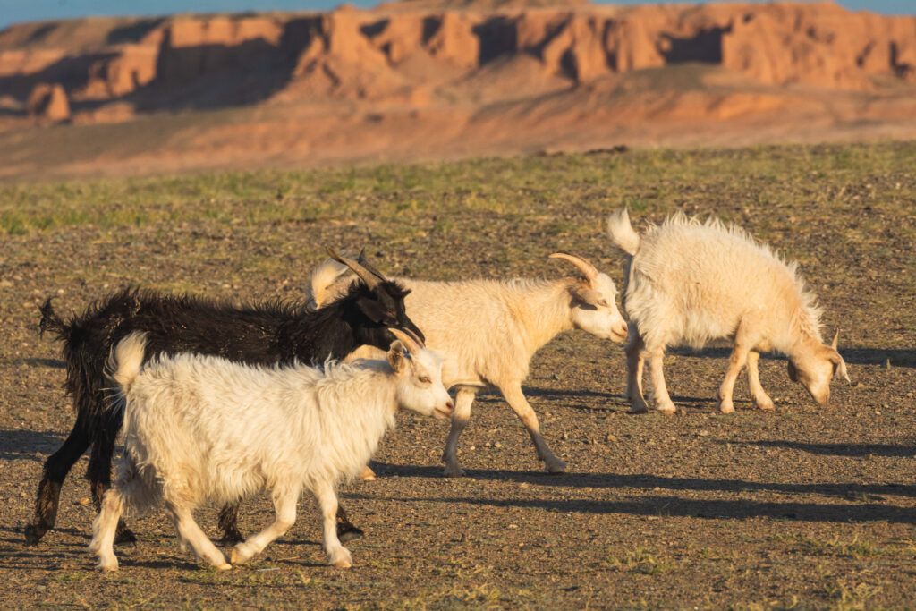 mongolia cashmere goats