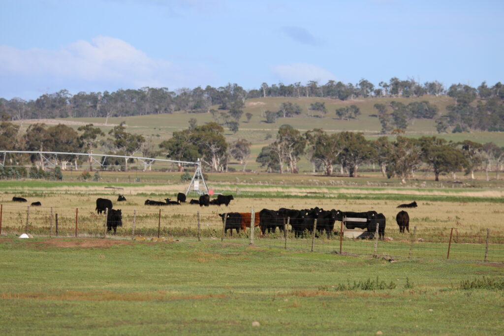 cattle in field image