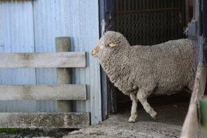 Merino sheep walking out of a shed